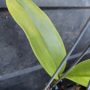 Dendrobium Avrls gold in a pot