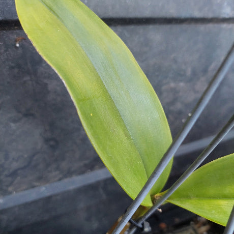 Dendrobium Avrls gold in a pot