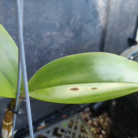 Dendrobium Avrls gold in a pot