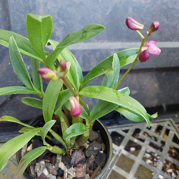 A potted orchid plant with long green leaves and several pink flower buds, photographed against a dark gray background with a metal grate visible at the lower right.