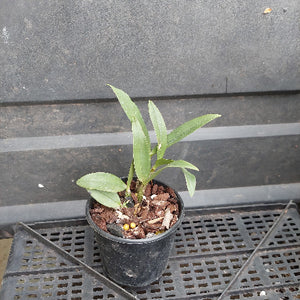A small potted orchid plant with green leaves in a black nursery pot filled with bark and small yellow beads, placed on a black plastic tray against a dark gray paneled background.