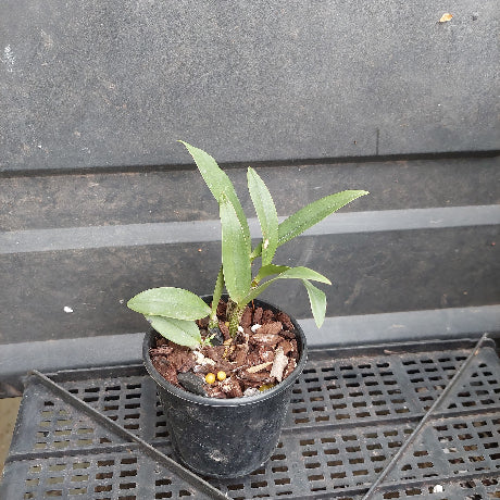 A small potted orchid plant with green leaves in a black nursery pot filled with bark and small yellow beads, placed on a black plastic tray against a dark gray paneled background.