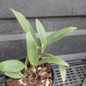 A small green leafy plant in a black plastic nursery pot filled with brown bark and white perlite, photographed against a dark gray slatted surface.
