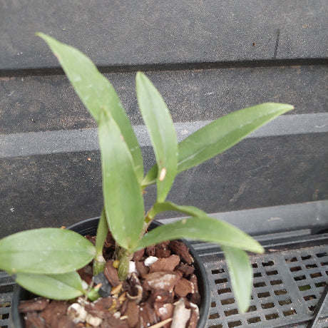 A small green leafy plant in a black plastic nursery pot filled with brown bark and white perlite, photographed against a dark gray slatted surface.