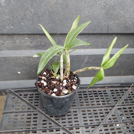 A small potted plant with green leaves in a black plastic nursery pot filled with soil and white perlite, placed on a black metal grid tray against a dark gray paneled background.