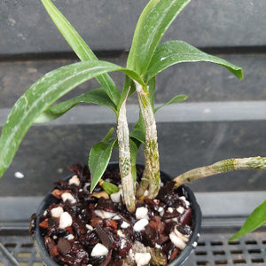 A small potted orchid plant with several green leaves and pale stem bases, growing in a black plastic pot filled with bark, white stones, and dark substrate pieces, photographed against a dark gray background.