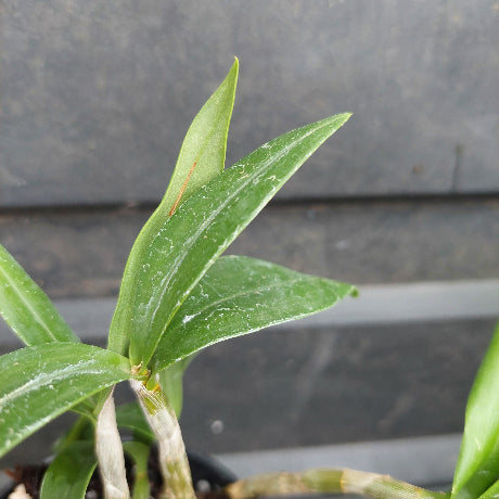 A close-up of a green leafy plant with several elongated leaves, photographed against a dark gray textured background.