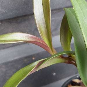 Close-up of a potted plant with long, narrow green leaves that have reddish-purple undersides and stems, photographed against a dark gray background.