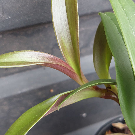 Close-up of a potted plant with long, narrow green leaves that have reddish-purple undersides and stems, photographed against a dark gray background.