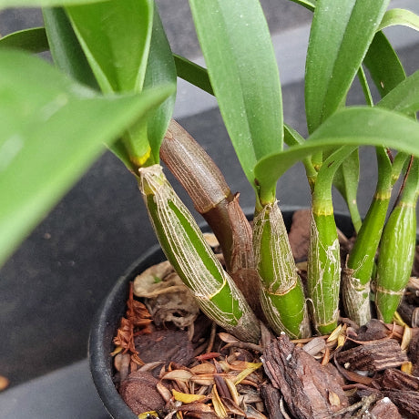 Close-up of a potted Dendrobium orchid plant with green leaves and brown pseudobulbs growing in a black pot filled with bark mulch.