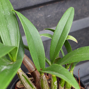Orchid in black pot