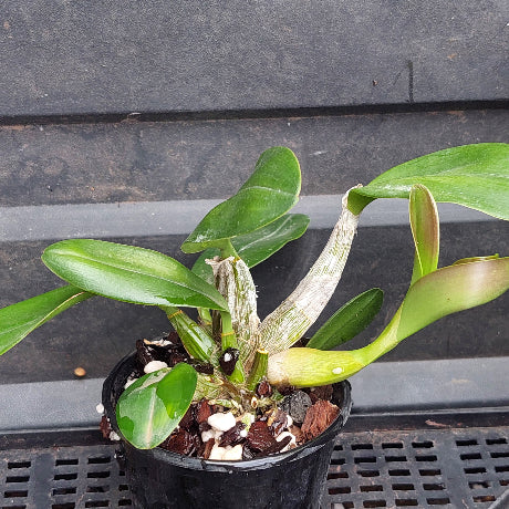 A small potted orchid plant with glossy green leaves and a pale, dried central stem, growing in a black plastic pot filled with bark, soil, and white perlite, set against a dark gray slatted background.