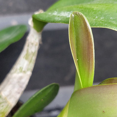 Close-up of a green orchid leaf bud with reddish-purple edges, growing from a pale stem against a dark background.