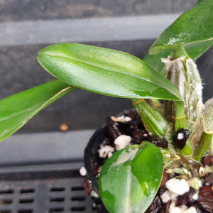 Close-up of a small potted orchid plant with glossy green leaves, growing in a black nursery pot filled with bark and white perlite pieces.