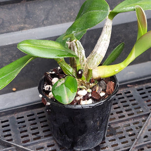 A small potted orchid plant with glossy green leaves and pale stems, growing in a black plastic pot filled with bark, white stones, and soil, placed on a black metal grid surface.