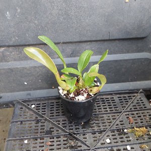A small potted plant with green leaves in a black nursery pot, sitting on a black plastic grid tray against a dark gray background.
