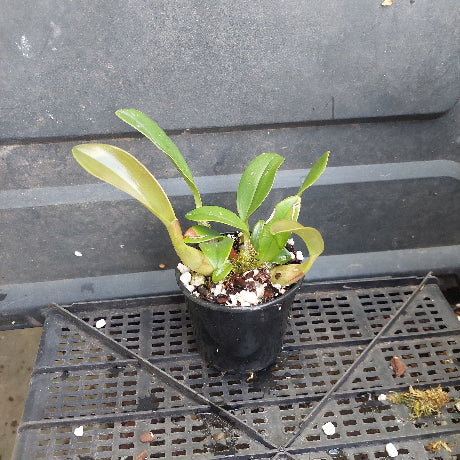 A small potted plant with green leaves in a black nursery pot, sitting on a black plastic grid tray against a dark gray background.