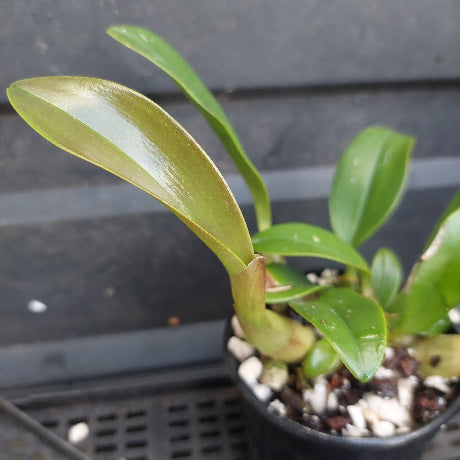 A close-up of a small potted orchid plant with glossy green leaves growing in a black plastic pot filled with white stones and soil, set against a dark gray background.