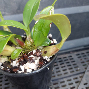 A close-up of a small potted orchid plant with glossy green leaves and a black nursery pot filled with bark, white perlite, and moss, sitting on a dark plastic tray.