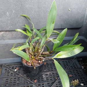 A potted Dendrobium orchid plant with long green leaves and brown pseudobulbs in a black plastic nursery pot, placed on a black plastic tray against a dark gray background.