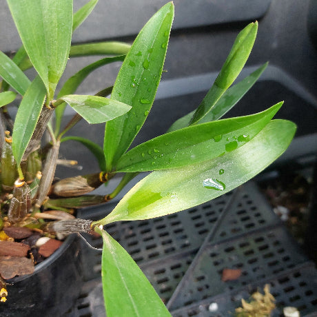 A close-up of a green orchid plant with water droplets on its leaves, growing in a black plastic nursery pot on a dark plastic tray.