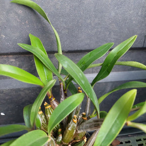 A close-up of a live orchid plant with long, slender green leaves and visible orange-tipped pseudobulbs, growing against a dark gray tiled background.