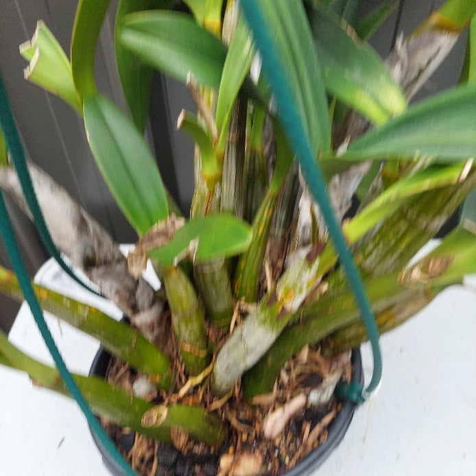 Dendrobium speciosum var Intervarietal 200mm Division