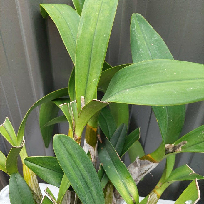 Dendrobium speciosum var Intervarietal 200mm Division