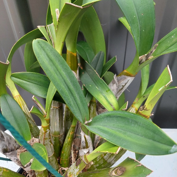 Dendrobium speciosum var Intervarietal 200mm Division