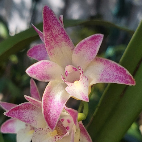 Pink and cream variegated orchid flowers with prominent magenta spots, shown in a close-up garden setting with green leaves and a blurred background.