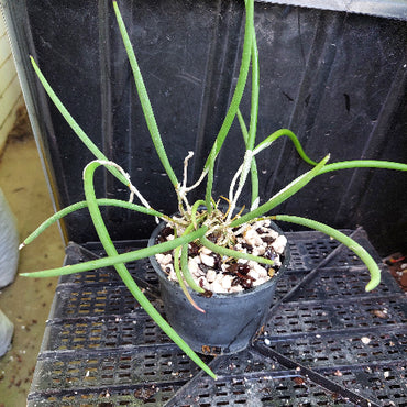 A potted green plant with long, slender leaves in a black plastic pot filled with white perlite, placed on a black plastic nursery tray.