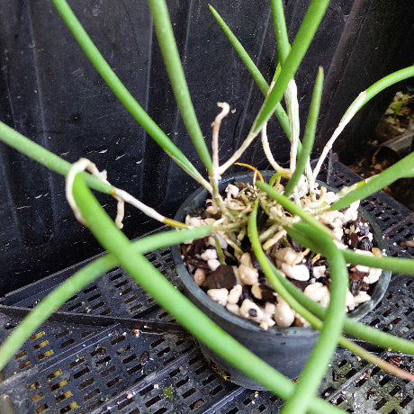 A close-up of a green leafy plant growing in a small black plastic pot filled with bark and small stones, placed on a black plastic nursery tray.