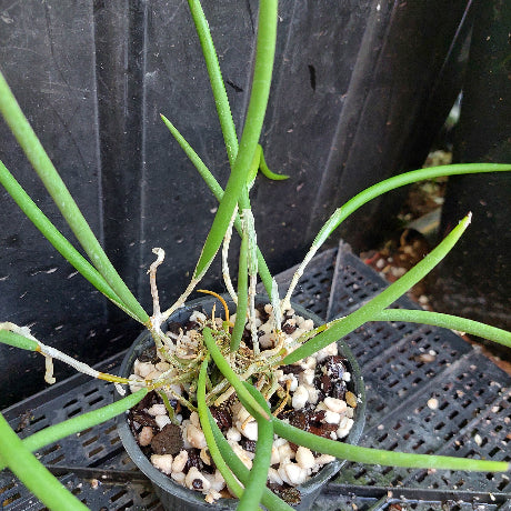 A close-up of a green leafy plant growing in a small black plastic pot filled with bark and small stones, placed on a black plastic nursery tray.