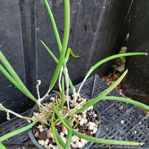 A green epiphytic plant with long, slender leaves growing in a small black plastic pot filled with white and dark pebbles, placed on a black plastic nursery tray against a dark background.