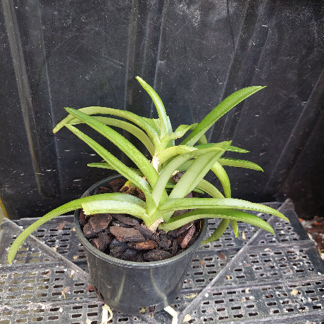 A potted green plant with long, slender leaves growing in a black plastic nursery pot filled with dark bark or wood chips, placed on a black plastic tray against a dark backdrop.