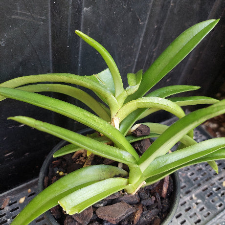 A green leafy plant in a small black plastic pot filled with dark bark or wood chips, photographed against a dark black background.