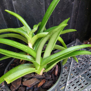 A potted green orchid plant with long, sword-like leaves growing in a black plastic nursery pot filled with bark, photographed against a dark background.