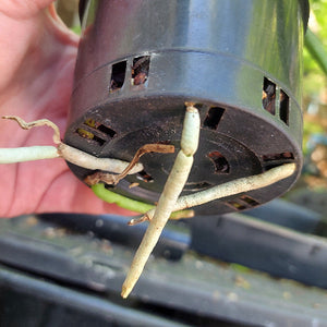A close-up of a person's hand holding the bottom of a black plastic nursery pot to show the roots of a pale green plant growing out of the drainage holes.