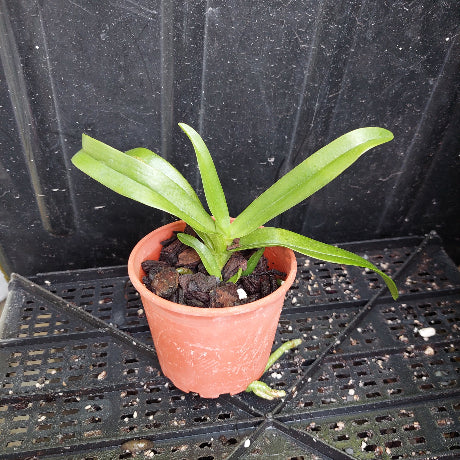 Sarcochilus Orchid