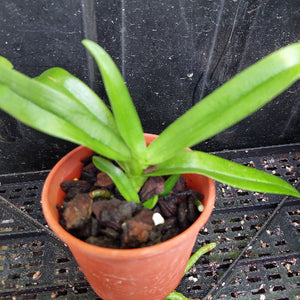 A small green leafy plant in a terracotta-colored plastic starter pot filled with dark bark and small green pieces, photographed on a black plastic nursery tray against a dark backdrop.