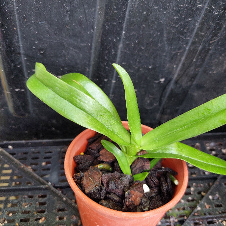 A small green leafy plant in a terracotta-colored plastic pot filled with dark bark or wood chips, photographed against a dark plastic sheet background on a black plastic nursery tray.