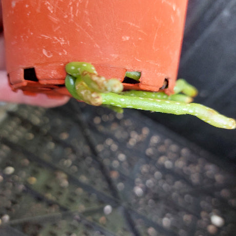 A close-up of a small green plant sprig emerging from the base of an orange plastic nursery pot, held by a hand against a dark greenhouse floor background.