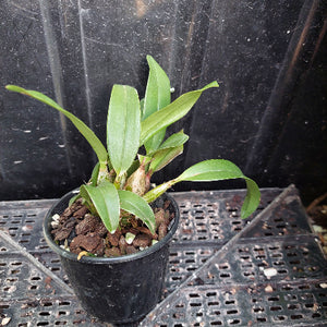 A small potted orchid plant with green leaves in a black plastic nursery pot, placed on a black plastic tray against a dark background.