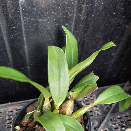 A potted live orchid plant with broad green leaves and small bulb-like flowers, photographed against a dark plastic nursery backdrop.