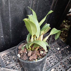 A small potted orchid plant with green leaves and brown bark-like mulch in a black plastic nursery pot, placed on a black plastic tray against a dark background.