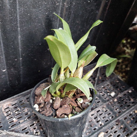 A small potted orchid plant with green leaves and brown bark-like mulch in a black plastic nursery pot, placed on a black plastic tray against a dark background.
