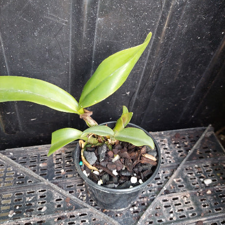 A small potted orchid plant with green leaves in a black plastic nursery pot filled with bark and small stones, placed on a black plastic tray against a dark background.