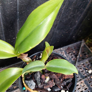 A close-up of a potted orchid plant with glossy green leaves growing in a black plastic pot filled with bark, stones, and small white pebbles, set against a dark background.