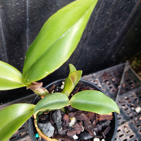 A close-up of a potted orchid plant with glossy green leaves growing in a black plastic pot filled with bark, stones, and small white pebbles, set against a dark background.