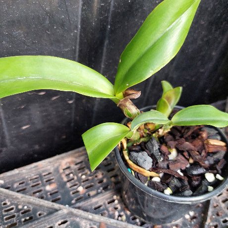 A small potted orchid plant with glossy green leaves and a brown pseudobulb, growing in a black plastic pot filled with bark and small white stones, photographed against a dark background.